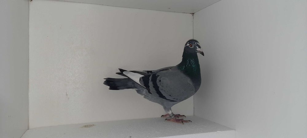 Leideman/Roeper x Kittel !!!