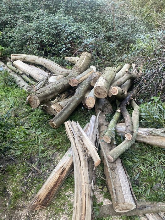 Vendo lenha seca de pinho e australia