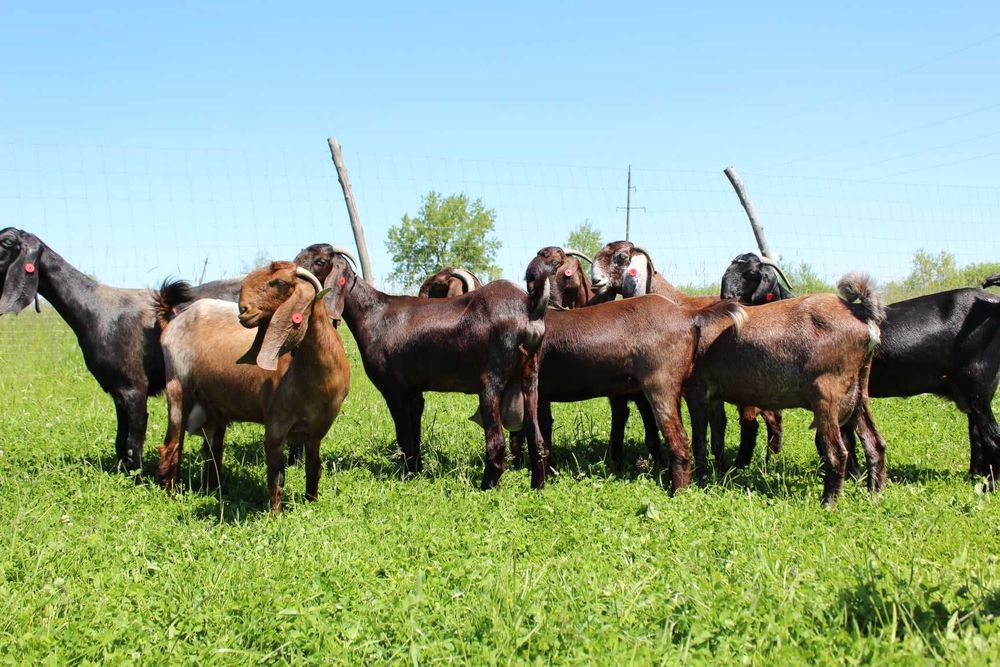 Кози козенята Шамі