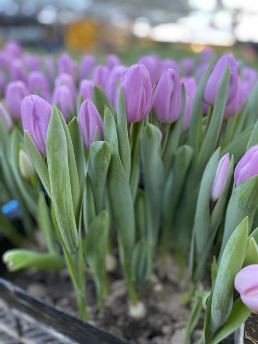 Тюльпан  тюльпани опт до 8 Березня