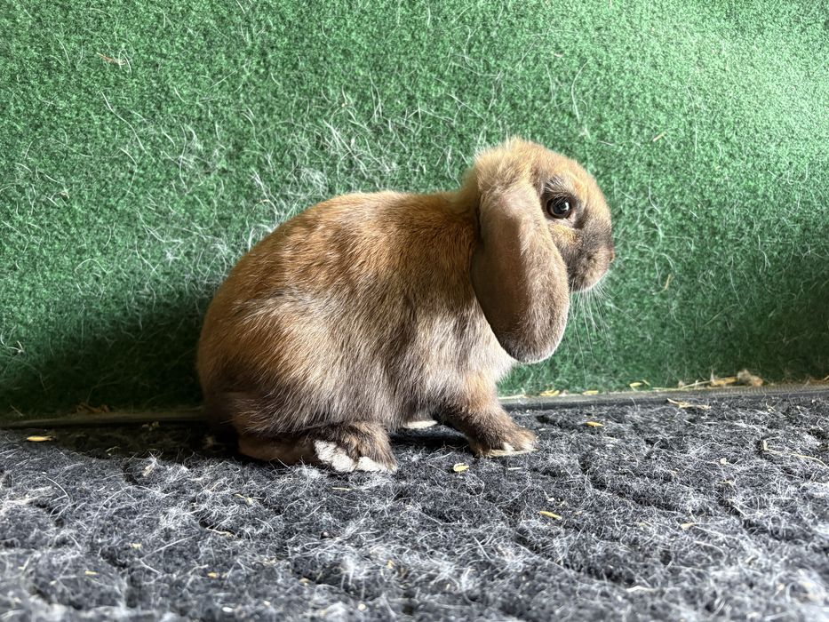Karzełek Baran Madagaskarowy rodowód