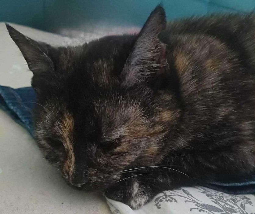 Piękna Frezja szuka domu.