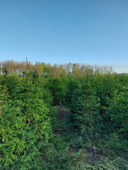 Świerk pospolity, choinka bożonarodzeniowa, świerk w doniczce