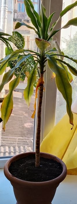 Драцена (Dracaena fragrans)