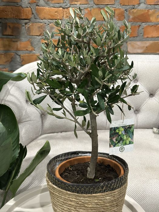 Олива, каламондин цитрус мандарин