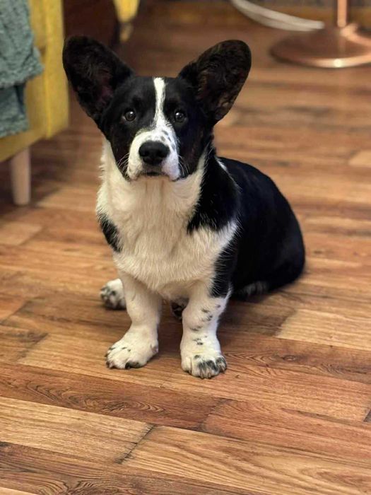 Welsh Corgi Cardigan FCI