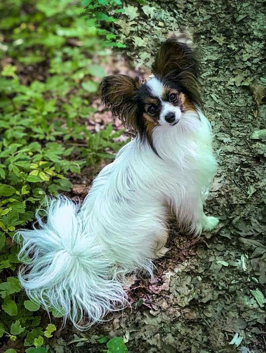 Французький-папійон