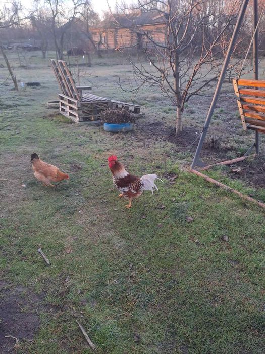 Продаються молоді півники