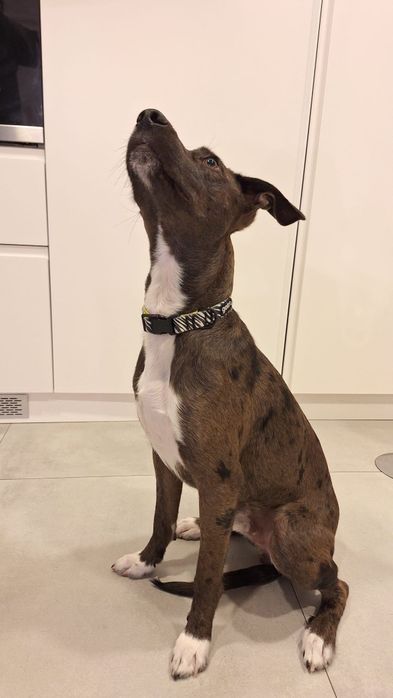 Macho 9 meses esterilizado para adopção