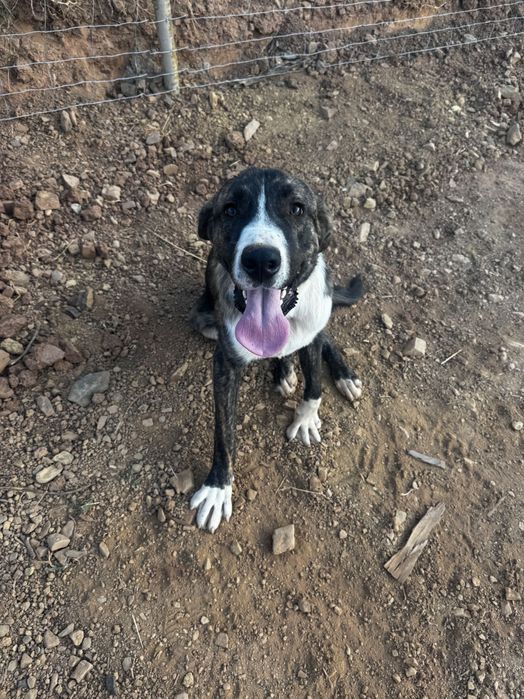 Rafeiro Alentejano para adopção