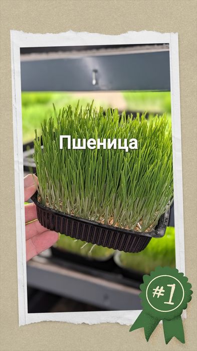 пророщенная пшеничка  для животных