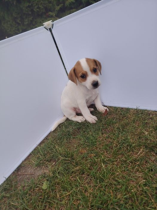 Jack Russell terrier szczenię