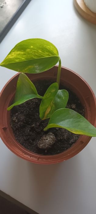 Kwiat epipremnum  ukorzeniony