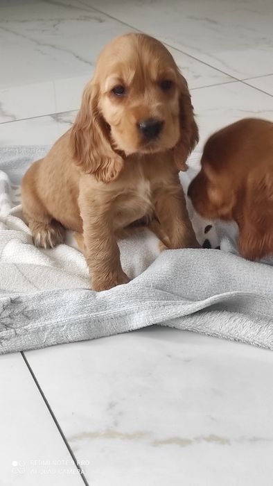 Cocker spaniel angielski