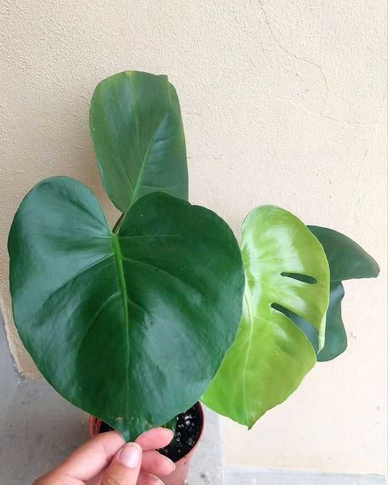 [Planta] Monstera deliciosa