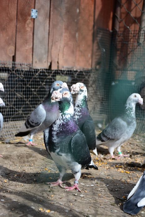 Gołębie Staropolskie