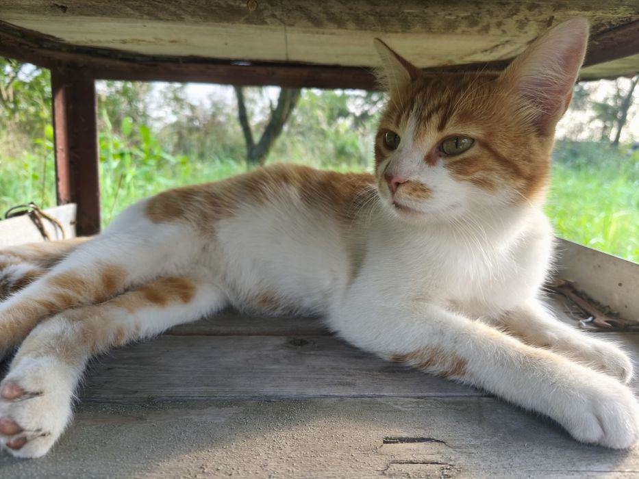 Котик молодий до року