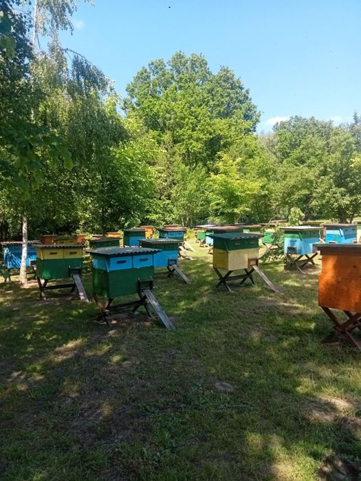 Miód akacjowy naturalny