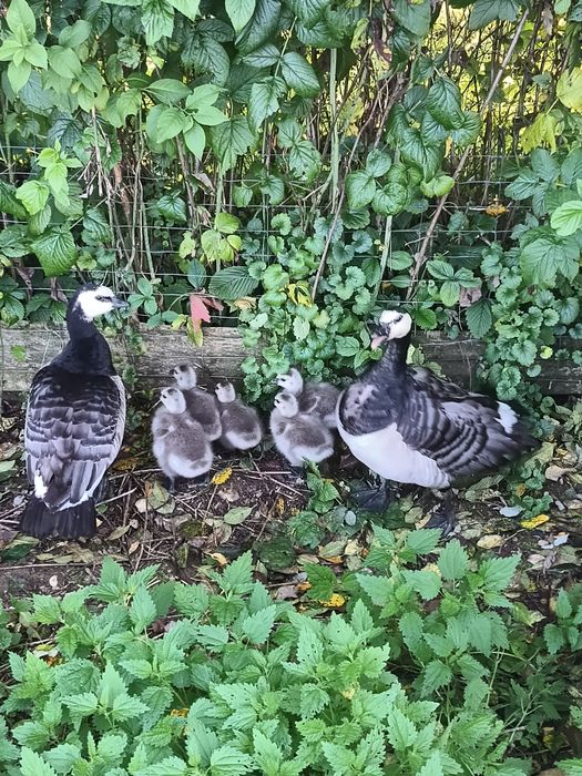 Bernikle białolice do sprzedania