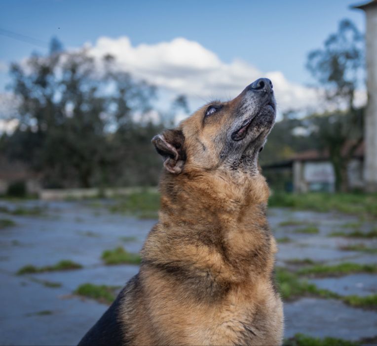 Bella para adoção Responsável