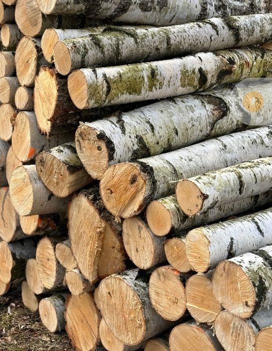 Drzewo opałowe  brzoza dąb sosna