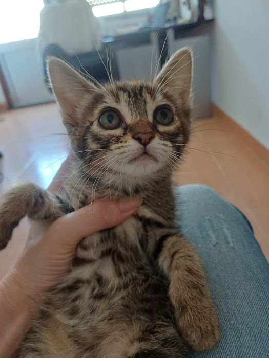 Gatinhos|  1 coracao pequenino procura uma familia