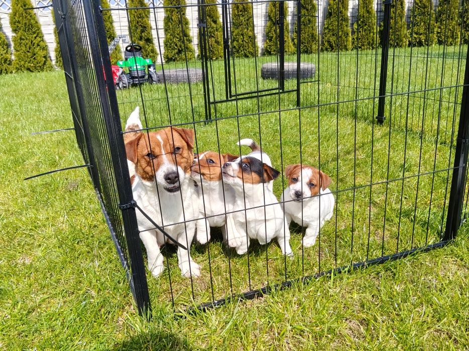 Szczeniak piesek Jack Russell Terrier