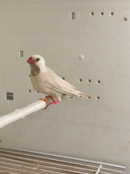 Samiec Amadyny Ostrosternej Cremino