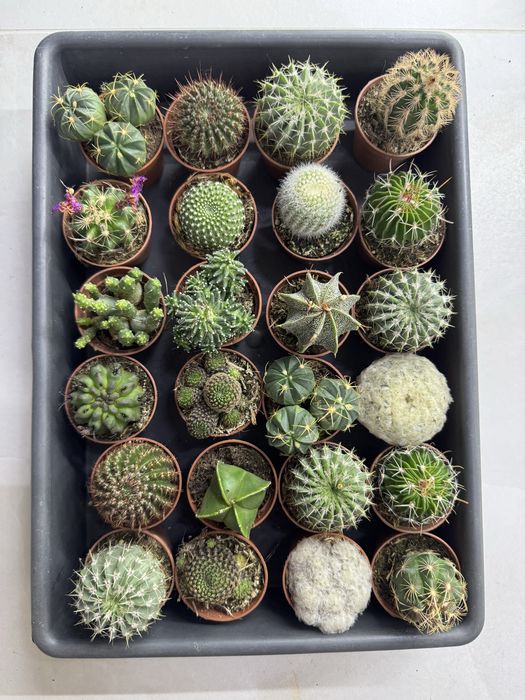 Cactus кактус кактуси сукуленти  cactus succulent еуіорбія euphorbia