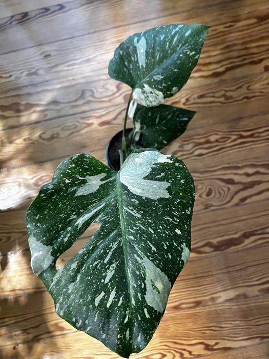 Monstera Thai Constellation