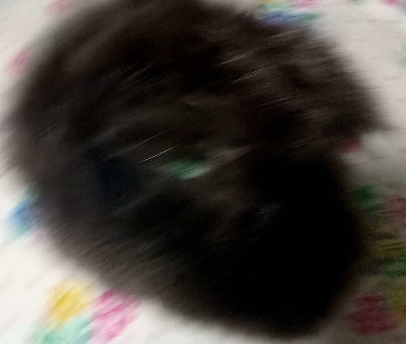 Різні хутряні хвостики.