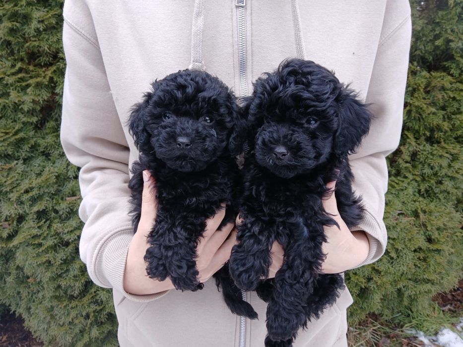 Pudel toy/ miniatura chłopczyk