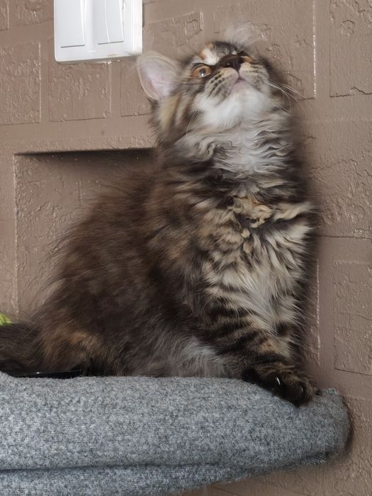 Dziewczynka Maine Coon