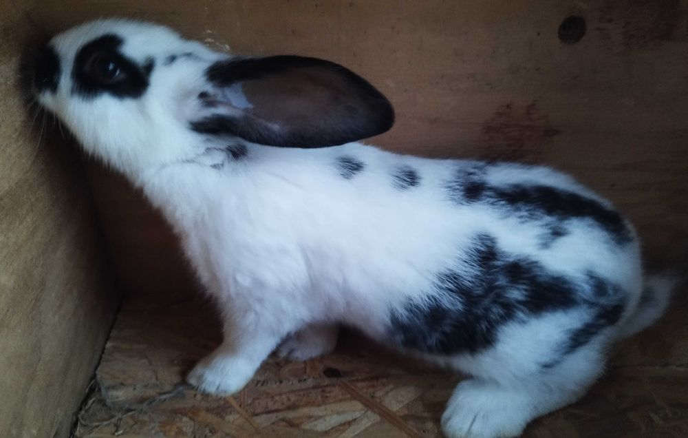 Coelhos borboleta