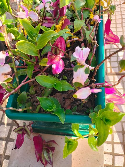 Plantas de exterior