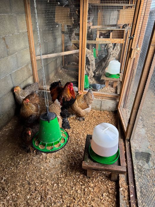 Ovos galados de várias raças puras