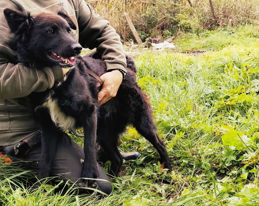 Oddam Pieska Samiec Za darmo