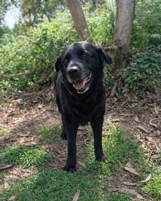 Brisa- cadela de porte grande- labrador para adoção
