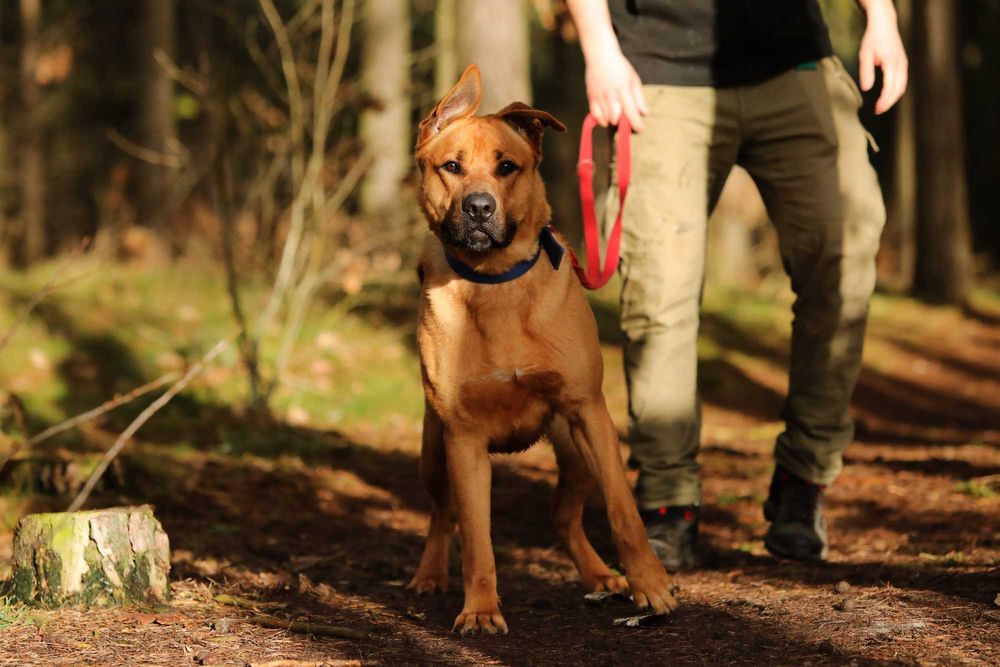 Fido, duży szczeniak, szuka domu