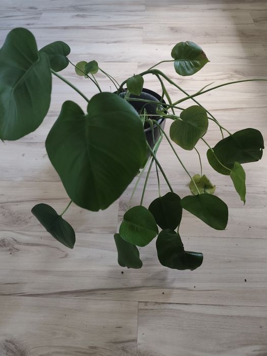 monstera deliciosa