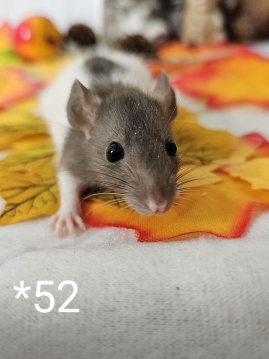 Szczurki szczurek szczury