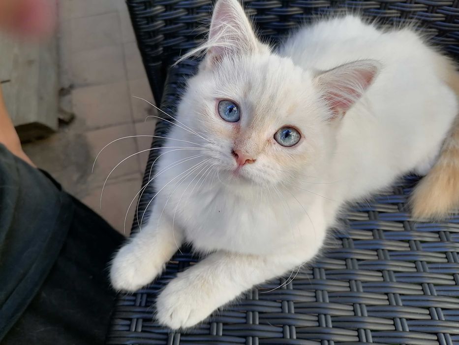 Кошеня регдол/ragboll