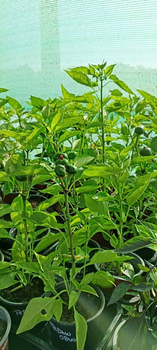 Vendo plantas de malaguetas / pimentas raras