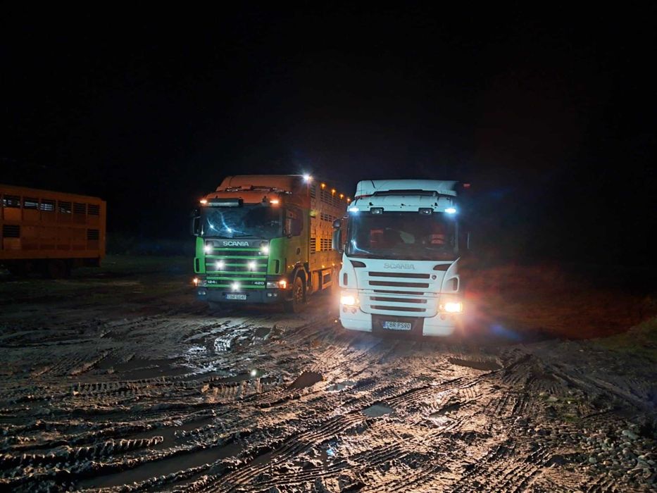 Skup i transport macior, knurów i bydła- usługowy transport zwierząt