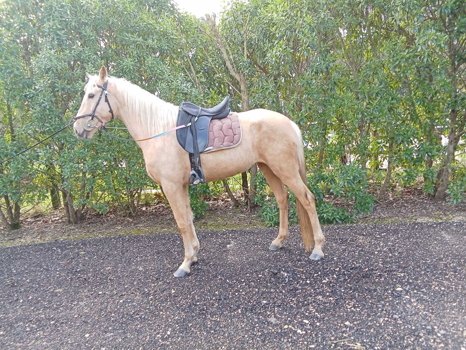 Égua lusoarabe palomina