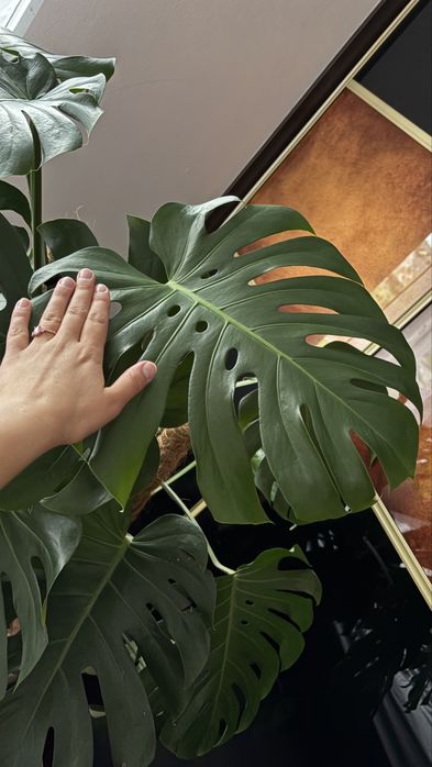 Kwiat monstera zestaw duża dziurawa