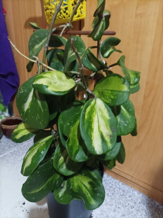 Хойя Обовата варієгата