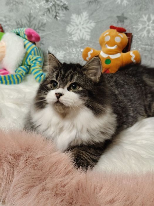 Kotka syberyjska FPL rodowód