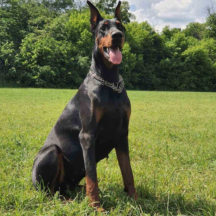 Бронь на шикарних щенков добермана