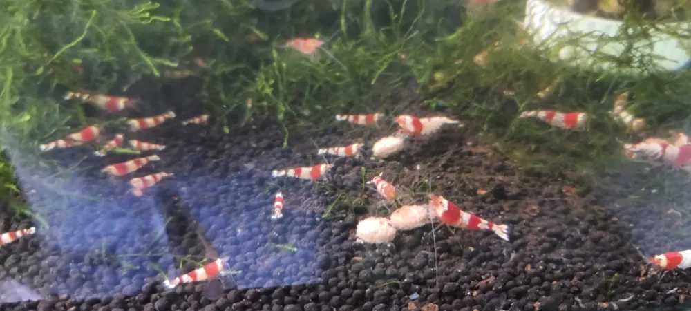 Krewetka Caridina Crystal Red. Cetarius